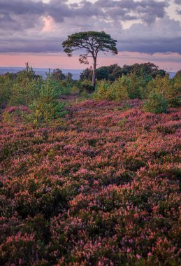 Akşamları yalnız bir İskoç çamı İngiltere 'nin güneydoğu Sussex bölgesindeki Old Lodge Ashdown Ormanı' ndaki mor fundanın arasında.