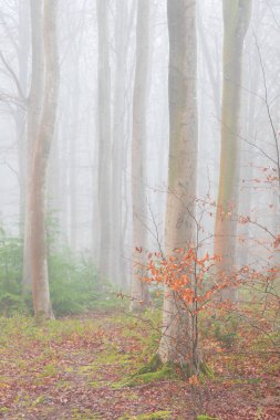 # Güzel sonbahar ormanı sabah #