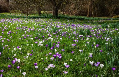Crocus bahçesi küçük Dixter doğu batıda Sussex güney doğu İngiltere
