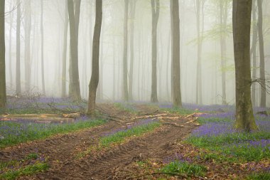 Doğu Sussex İngiltere 'nin güneydoğusundaki Vinehall ormanlarında puslu sabah çançiçekleri.