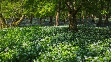 Vahşi sarımsak ve çan çiçekleri, İngiltere 'nin güneydoğusunda, doğu Sussex ve Kent sınırlarında Little Bayhem yakınlarındaki antik ormanlık alanda çiçek açıyor.