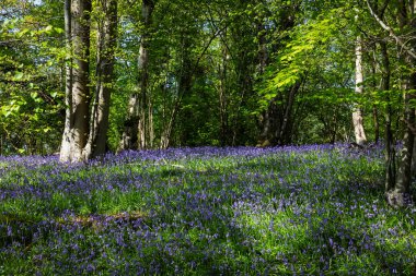 Vahşi sarımsak ve çan çiçekleri, İngiltere 'nin güneydoğusunda, doğu Sussex ve Kent sınırlarında Little Bayhem yakınlarındaki antik ormanlık alanda çiçek açıyor.