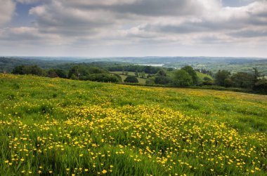 Darwell Hill 'den güzel manzaralar ve düğün çiçekleri İngiltere' nin güneydoğusunda, doğu Sussex 'te parlıyor.