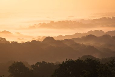 Darwell Ormanı Sisli Sabah Doğu Sussex