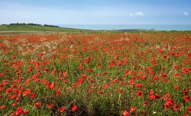Woodingdean Brighton yakınlarındaki güney yamaçlarındaki Haziran gelincikleri doğu Sussex güney doğu İngiltere