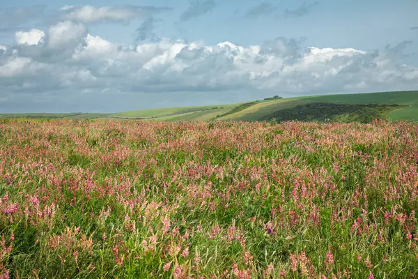 June Sainfoin Woodingdean Brighton yakınlarındaki güney tepelerinde doğu Sussex güney İngiltere