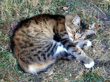 Şirin kedi yeşil çimlerde uyuyor.