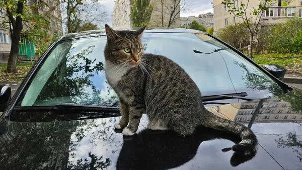 Tabby cat is sitting on a black car in the city