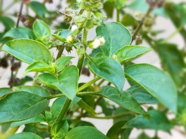 Basil (Ocimum Basillicum) yaprak filizleri. Yapraklar kokulu ve çeşitli yemekler için bir tamamlayıcı ve tatlandırıcı olarak kullanılır..