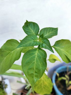 Bir çili yaprağı filizi bilimsel olarak Capsicum baccatum olarak adlandırılır. Genellikle baharatlı yemeklere bir iltifat olarak..