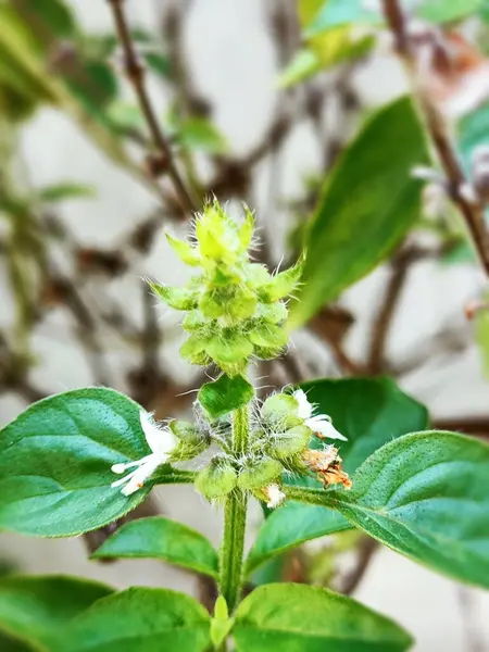 Fesleğen filizleri (Ocimum Basillicum). Yapraklar kokulu ve çeşitli yemekler için bir tamamlayıcı ve tatlandırıcı olarak kullanılır..