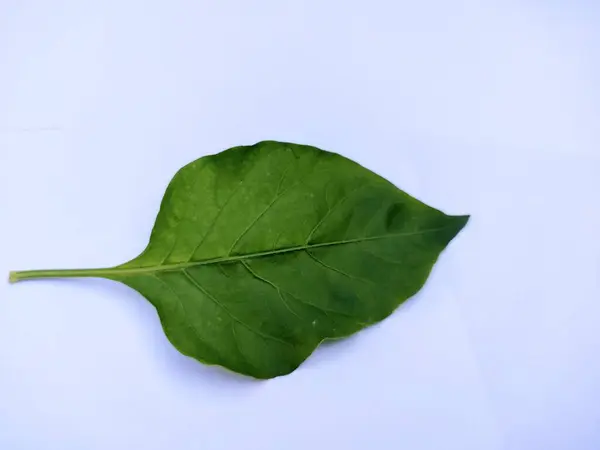 Bilimsel adı Capsicum baccatum olan kırmızı biber yaprağı. Genellikle baharatlı yemeklere bir iltifat olarak. Yaprağın tepesine bak
