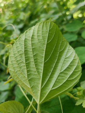 Bilimsel adı Acalypha australis olan vahşi bir yaprak. Yaprağın alt kısmının yakın görüntüsü.