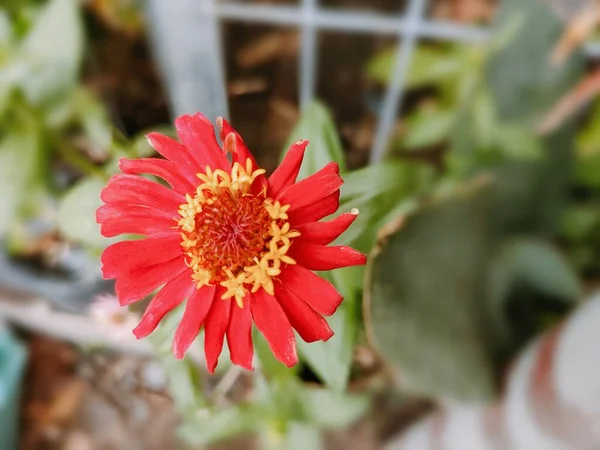 Kırmızı Zinnia çiçekleri, sarı çeltik ve tohumlarla parıldar..