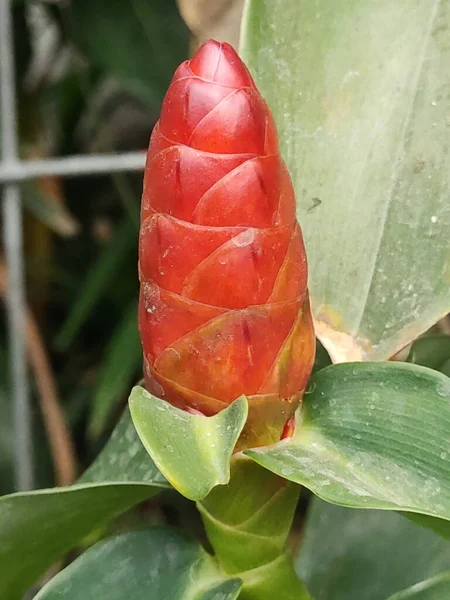 Costus spicatus bitkisinin çiçekleri kırmızı renktedir, çekici görünürler ve ilgi odağı olurlar. Dikey görünüm düzeyi.