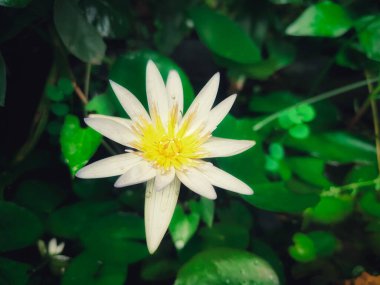 White Egyptian Lotus (Nymphaea Lotus) in full bloom in the morning. High angle view. clipart