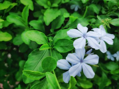 This star-shaped flower with the Latin name Plumbago Auriculata is blooming in the daytime, looking beautiful and attractive. clipart