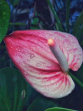 Kırmızı Anthurium Kristallinum çiçekleri, güzel çiçek açıyor, hala sabah çiğ ile kaplı. Üst aşağı görünüm açısı.