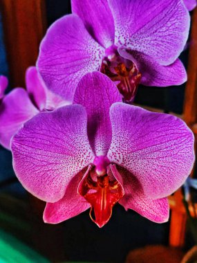 Mor Ay Orkidesi ya da Phalaenopsis amabilis, mor renk çok güzel çiçek açıyor. Görüntüyü kapat.