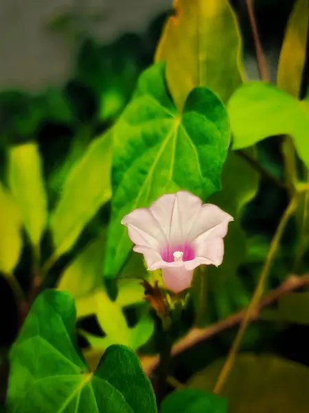 stock image The pink Morning Glory - Ipomoea Triloba flowers are in full bloom in the morning. High angle shot view.