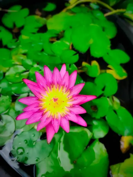 Mor Nimphaea nilüfer çiçeği (Nymphaea Capensis Purple) sabah tam çiçeklenir. Üst görünüm açısı.
