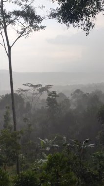 Tepelerdeki yağmurlu atmosfer yemyeşil ağaçlar gibi görünüyor ve arka planda tepeler yağmur sisi ile örtülü, serin görünüyor. Dikey görünüm videosu.