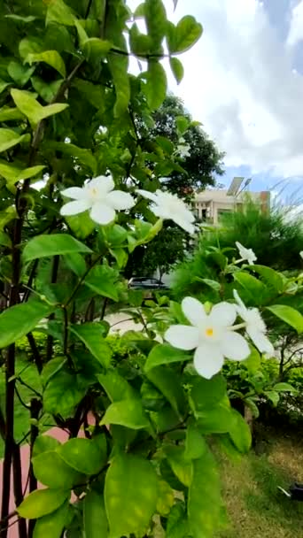 Uma Borboleta Flutua Uma Flor Branca Parque Cidade Uma Manhã — Vídeo de Stock