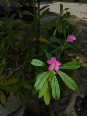 Talinum nirengi - Endonezya Ginsengi (Endonezya Ginseng Jawa), öksürük, akciğer ve diğer hastalıkların tedavisinde kullanılan geleneksel ilaç bitkilerindendir.. 