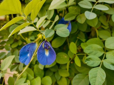 Güzel mavi klitoria ternatea çiçeği, doğal ortamında. Görüntüyü kapat.