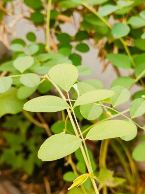 Klitoria Ternatea 'nın güzel çekimleri, doğal ortamında, sabahleyin. Göz düzeyi görünümü.