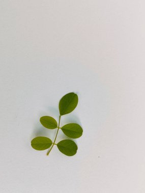 Klitorya bitkisinin yeşil yaprağı beyaz ve yüksek açılı çekimlerde izole edilmiş..