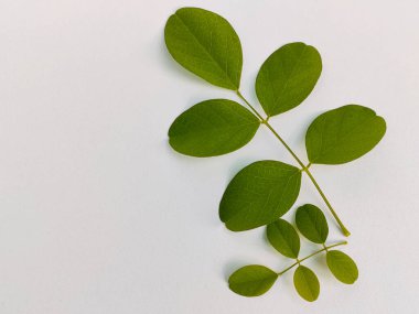 Klitorya bitkisinin yeşil yaprağı beyaz ve yüksek açılı çekimlerde izole edilmiş..