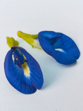 Dikenli çalıların mavi çiçekleri Klitorya Terminali beyaz, yüksek açılı çekim.