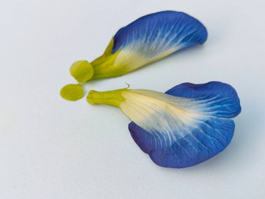 Dikenli çalıların mavi çiçekleri Klitorya Terminali beyaz, yüksek açılı çekim.