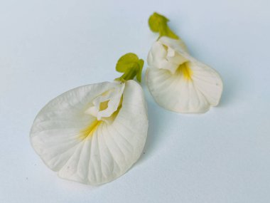 Dikenli çalı bitkisinin beyaz çiçekleri beyaz ve yüksek açılı görüntülerle izole edilmiş klitoria ternateası..