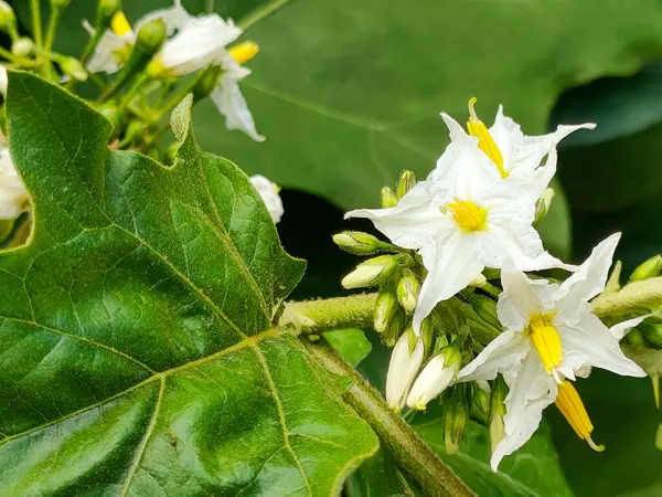 stock image Solanum Torvum flower, a thorny shrub with eggplant fruit, close up photo in its habitat.