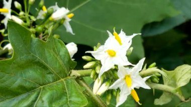 Solanum Torvum 'un çiçek videosu, yıldız şeklindeki beyaz çiçekli dikenli bir çalılık, rüzgarda hareket ediyor, doğal ortamını kapatıyor..