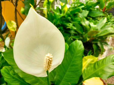 Beyaz Barış Zambağı veya Spatthiphyllum Cochlearisspathum, bir bahçe dekorasyonu ve ilgi çekici bir nokta. Göz düzeyi görünümü.
