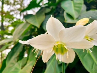 Amazon zambağı, bilimsel adı Eucharis grandiflora, bahçedeki bir sınır unsuru olarak sık sık eğilen güzel beyaz bir çiçektir. Düşük seviye görünüm.