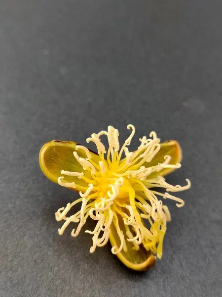 stock image Foxtail palm flower, scientifically named Wodyetia Bifurcata, has yellow pistils, stamens and petals. A beautiful flower.