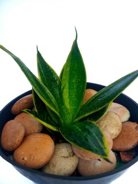 Sansevieria Trifasciata 'nın genç bitkileri veya Endonezya' da Lidah Mertua, siyah kaplarda, beyaz tencerelerde izole edilmiş..