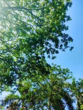 Güneşli bir öğleden sonra yemyeşil ağaçların arasından süzülen güneş ışığı. Ağaçların altında alçak görüş düzeyi..