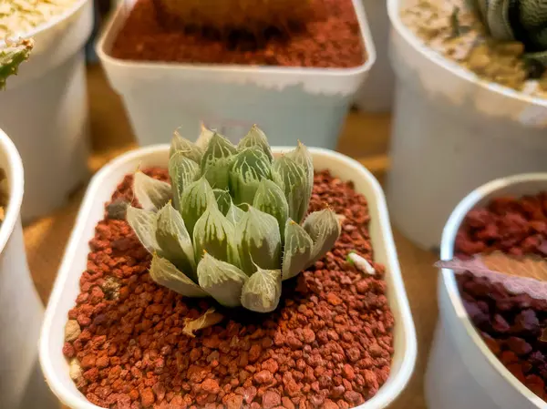Haworthia Cooperi kaktüsü, çok sanatsal bir şekilde büyümeye başlar, yapraklar aydınlandığında şeffaf olacaktır. Fotoğrafın yan görüntüsü.