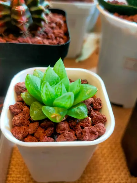 Haworthia Cooperi kaktüsü, çok sanatsal bir şekilde büyümeye başlar, yapraklar aydınlandığında şeffaf olacaktır. Fotoğrafın yan görüntüsü.