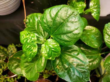 Alternanthera sissoo bitkisi. Çok güzel koyu yeşil bir rengi var. Görüntüyü kapat.