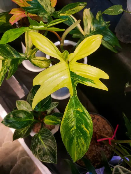 stock image Philodendron Pedatum plants with green and yellow color stripes are very artistic and beautiful planted in white pots, among other plants.