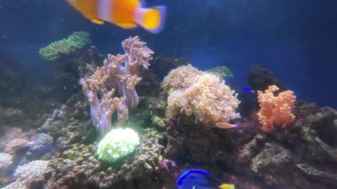 Balık akvaryumları çeşitli deniz balıklarının güzel ve çekici renkleriyle ileri geri yüzerler..