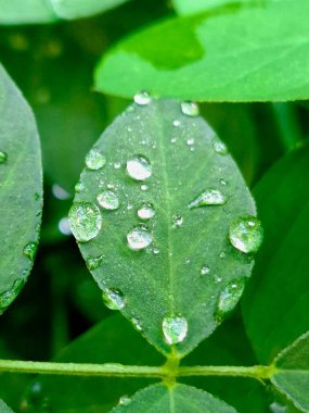 Yeşil yaprakların üzerinde sabah çiği damlaları. Fotoğrafı yaklaştır..