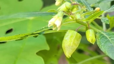 Sabahın erken saatlerinde acılı bir bitkinin çiçek tomurcuklarında yiyecek arayan bir karınca. Video grafiğini kapat.