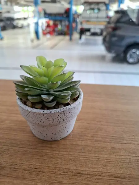 Misafir masasında tatlandırıcı olarak tencereye koyulmuş mini bir kaktüs bitkisi. Geçmişi bulanık, araba tamircisi var..